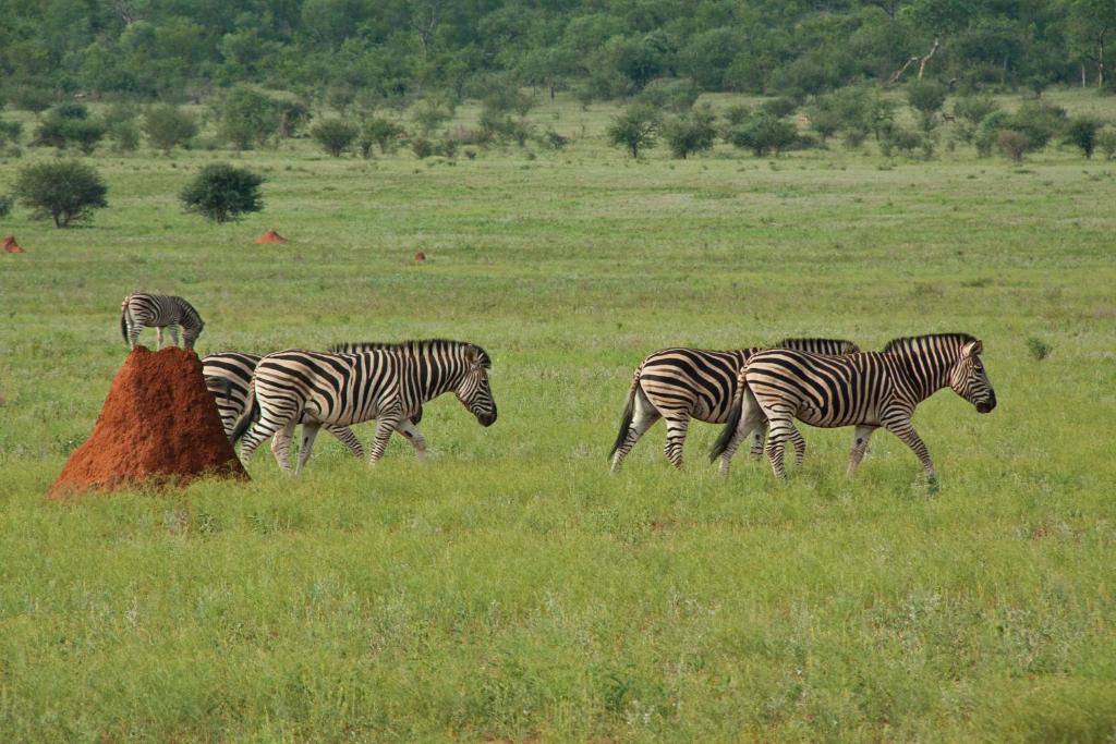 Casart Game Lodge Grietjie Game Reserve Esterno foto