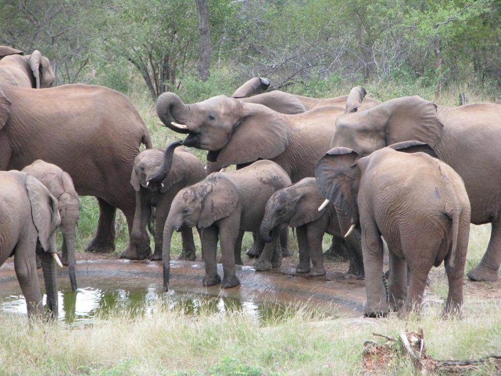 Casart Game Lodge Grietjie Game Reserve Esterno foto