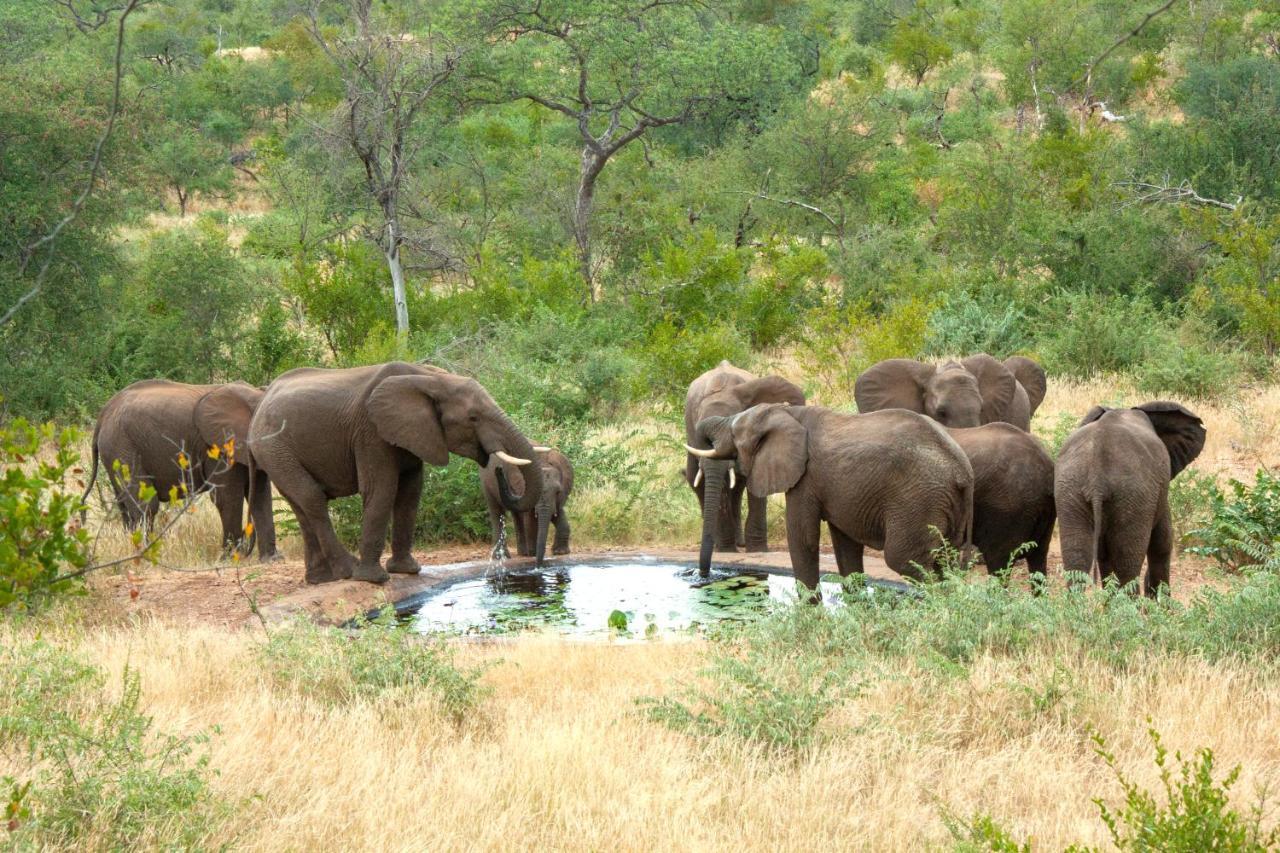 Casart Game Lodge Grietjie Game Reserve Esterno foto